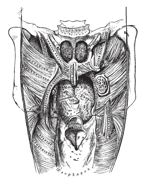 Questa Illustrazione Rappresenta Muscoli Del Palato Morbido Disegno Linea Vintage — Vettoriale Stock