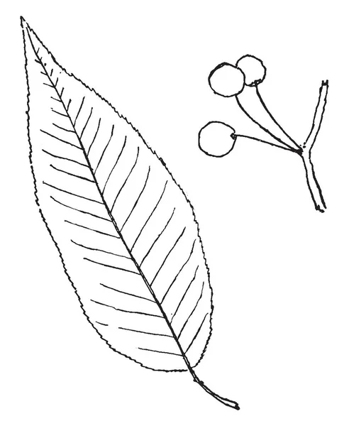 ツユクサ植物を図します ツユクサの家族に属している それはまた ムラサキツユクサ属トラノオと呼ばれます 米国中部と南部 ビンテージの線描画や彫刻イラストへのネイティブ — ストックベクタ
