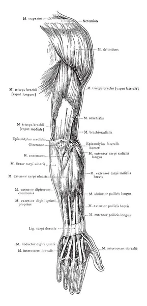Иллюстрация Представляет Собой Задний Вид Поверхностных Мышц Руки Рисунок Винтажной — стоковый вектор