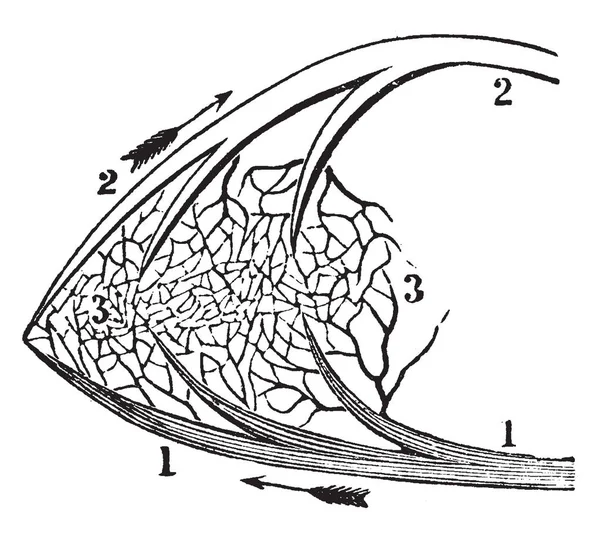 Diagramme Représente Une Partie Circulation Pulmonaire Dessin Ligne Vintage Une — Image vectorielle