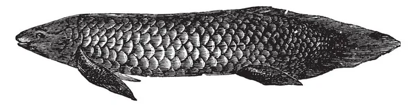 Dipnoan Prehistorické Ryby Vintage Kreslení Čar Nebo Gravírování Obrázku — Stockový vektor