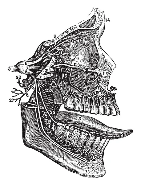 Bu resimde Fifth çifti, sinirler, vintage çizgi çizme veya oyma illüstrasyon temsil eder..