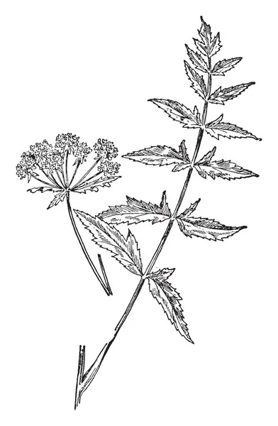 Immagine Mostra Una Pastinaca Foglie Tagliate Della Famiglia Apiaceae Gambo — Vettoriale Stock