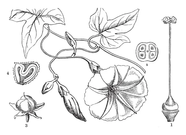 这是盖革的树 这是热带植物 花叶和有 复古线画或雕刻插图 — 图库矢量图片