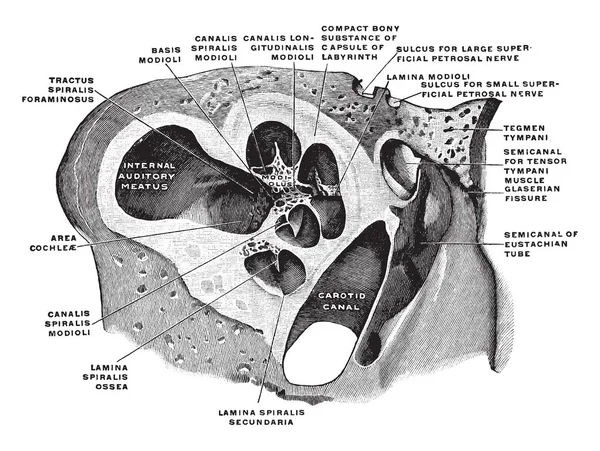 这个插图代表垂直剖面通过耳蜗 复古线画或雕刻插图 — 图库矢量图片