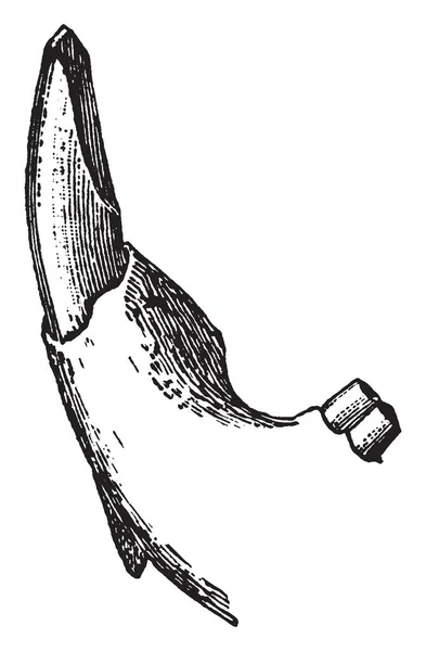 Illustration Represents Scalpriform Left Lower Incisor Beaver Vintage Line Drawing — Stock Vector
