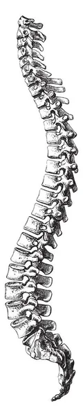 Esta Ilustración Representa Vista Lateral Columna Vertebral Dibujo Línea Vintage — Archivo Imágenes Vectoriales