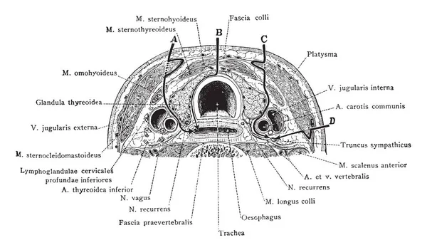 Questo Diagramma Rappresenta Sezione Trasversale Del Collo Alla Settima Vertebra — Vettoriale Stock