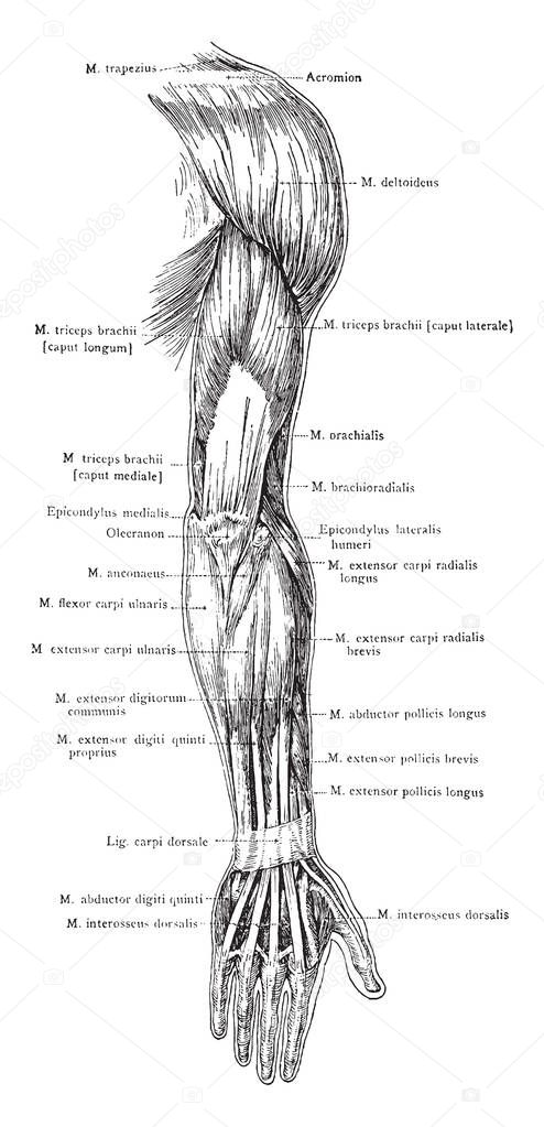 This illustration represents Posterior View of the Superficial Muscles of the Arm, vintage line drawing or engraving illustration.