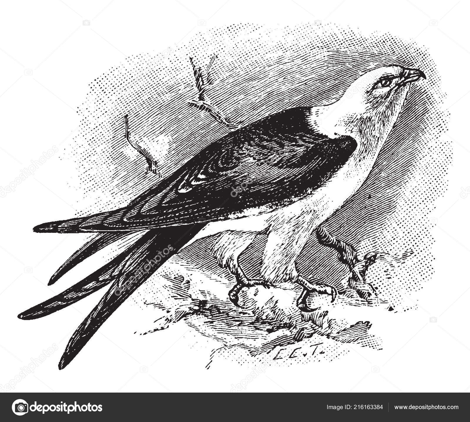 élanion Queue Aronde Est Grand Oiseau Famille Des