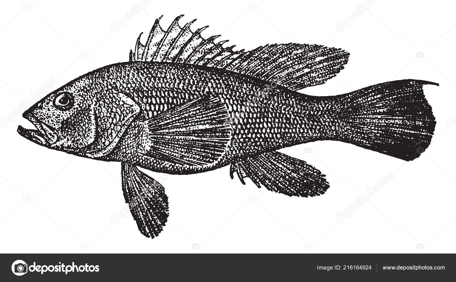Black Sea Bass Fish Grouper Family Native New York Vintage Stock Vector