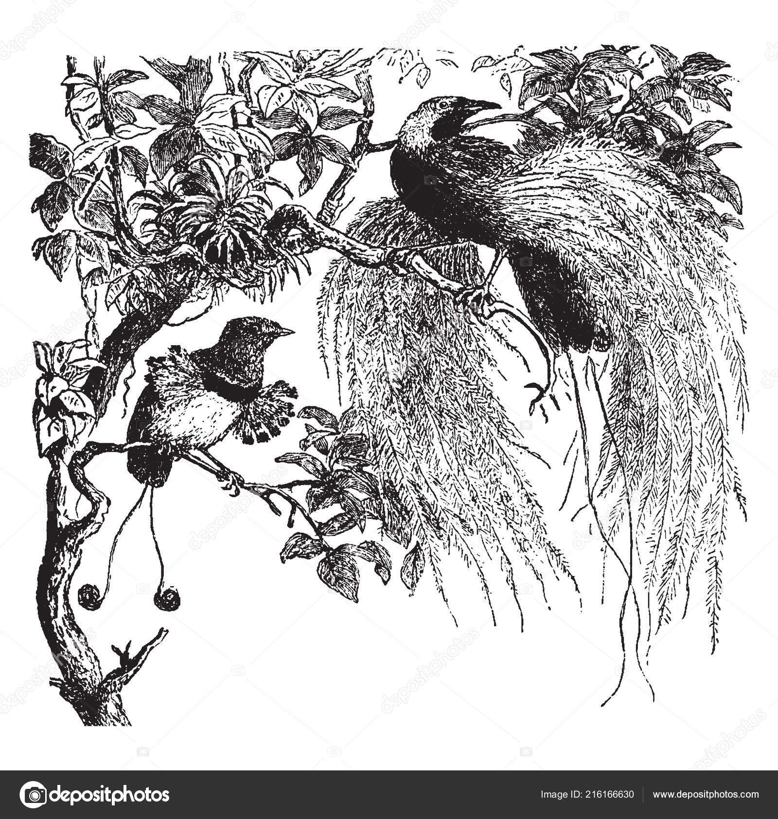 Oiseaux Paradis Produire Quelques Unes Des Belles Plumes