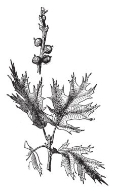 Bir yaprak meşe ağacı, vintage çizgi çizme veya oyma illüstrasyon görüntüsüdür.