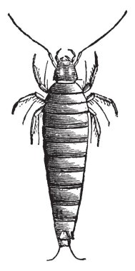 Sitaris nerede bunlar çok küçük larvalar, vintage çizgi çizme veya oyma illüstrasyon yumurta Humeralis, ilk Larva.