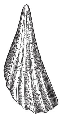 Romalı askerler onların kask, vintage çizgi çizme veya oyma illüstrasyon bağlı pinna Bullata.