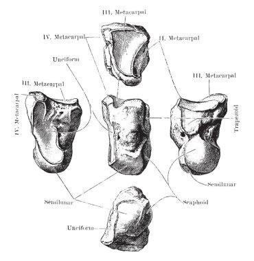 Bu resimde Magnum kemik, vintage çizgi çizme veya oyma illüstrasyon temsil eder..
