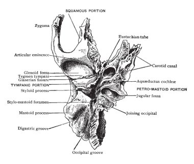 Bu resimde vintage çizgi çizme veya oyma illüstrasyon aşağıdan, Temporal kemik temsil eder.