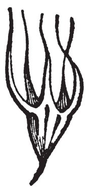 Kırmızı yonca yonca familyasından bir resim. Bir yem kırpma, vintage çizgi çizme veya oyma illüstrasyon olarak çok yetiştirilen.