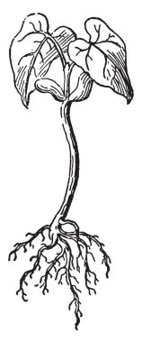 Bu resimde, tohum, vintage çizgi çizme veya oyma illüstrasyon yapılmış bitki göstermiştir.