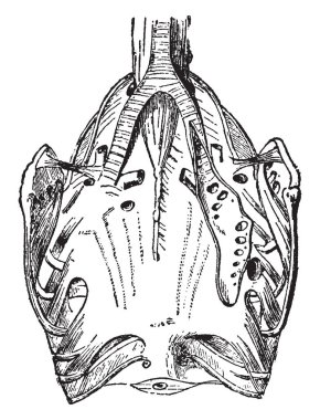 Nerede dış hava solunum borular, vintage çizgi çizme veya oyma illüstrasyon tarafından onların beden her parçası haline nüfuz bir güvercin solunum organlarının.