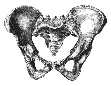 Bu illüstrasyon kadın Pelvis vintage çizgi çizme veya oyma resimde daha önce temsil eder.