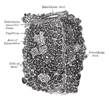 Bu resimde pankreas bölüm, vintage çizgi çizme veya oyma illüstrasyon temsil eder..
