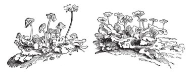 Resim mantarı fabrikasıdır. Çiçekler vardır pembe, mor, mavi veya beyaz sepals ve yaprakları bazal, kösele ve genellikle üç loblu, vintage çizgi çizme veya oyma illüstrasyon.