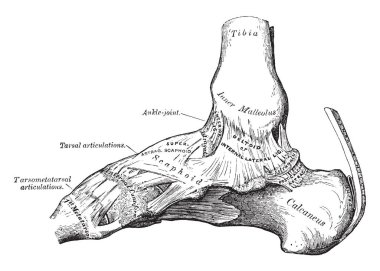 Bu resimde ayak bileği eklem, vintage çizgi çizme veya oyma illüstrasyon iç görünümü temsil eder..