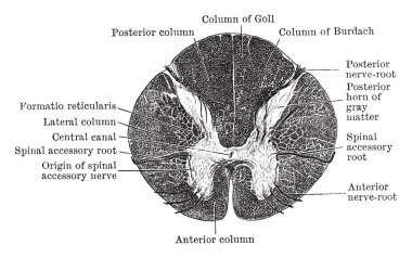 Servikal bölgenin üst bölümü üzerinden transvers bölümünü kordon, vintage çizgi çizme veya oyma illüstrasyon.