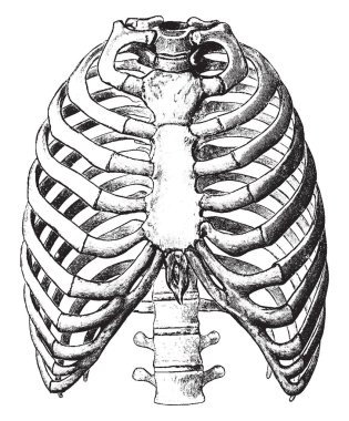 Bu resimde açık görünümü, toraks, vintage çizgi çizme veya oyma illüstrasyon temsil eder..