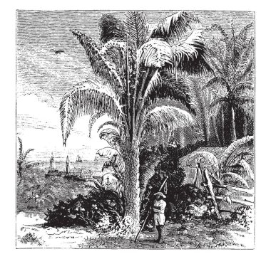 Bu hurma (Phoenix Dactylifera) bir görüntüdür. Bunun için yaygın olarak yetiştirilen cins Phoenix, avucunda olduğunu yenilebilir meyve. Bir orta ölçekli ağaç, 1525 m 35 m uzun yapraklar uzun boylu, vintage çizgi çizme veya oyma illüstrasyon.