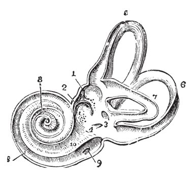 Bu resimde sol labirent, vintage çizgi çizme veya oyma illüstrasyon iç temsil eder..