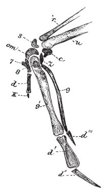 Genç Grouse kanat kemiklerin carpus, vintage çizgi çizme veya oyma illüstrasyon kompozisyon göstermek için tasarlanmıştır.
