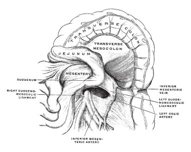 Bu diyagram Duodenojejunal Fossa, vintage çizgi çizme veya oyma illüstrasyon temsil eder..
