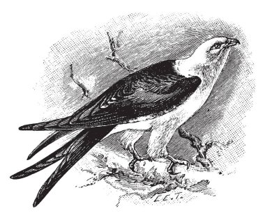 Kırlangıç kuyruklu çaylak kuşları, vintage çizgi çizme veya oyma illüstrasyon türü ailesinin büyük bir kuştur.