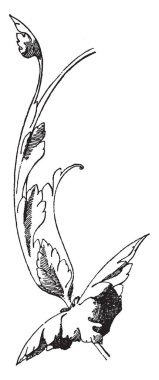 Kürsü rahatladı bir Katedrali Limoges, vintage çizgi çizme veya oyma resimde gösterilen ayrıntıları.