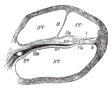 Bu resimde bölümü aracılığıyla bobin koklea, vintage çizgi çizme veya oyma illüstrasyon temsil eder..