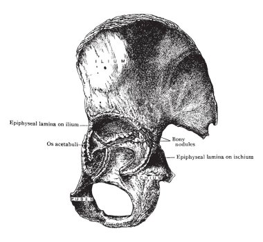 Bu resimde Innominate kemik, vintage çizgi çizme veya oyma illüstrasyon temsil eder..