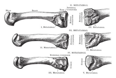 Bu resimde Metatarsal Bones, vintage çizgi çizme veya oyma illüstrasyon temsil eder..