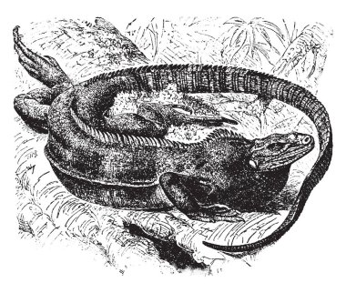Halka kuyruklu iguanası Meksika ve Orta Amerika, vintage çizgi çizme veya oyma illüstrasyon için yerel bir kertenkele.