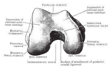 Bu resimde daha düşük sonunda, Femur, vintage çizgi çizme veya oyma illüstrasyon temsil eder..
