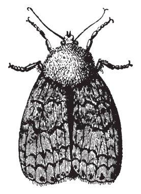 Bu resimde geliştirilen, vintage çizgi çizme veya oyma illüstrasyon kimin kanatları olan güve temsil eder..