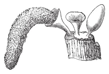 Bu Arcyria flava mantar var. Ve ahşap, vintage çizim üzerinde büyüyen veya illüstrasyon oyma mantar.