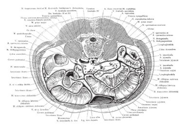 Bölümü göbeğini ve üstün iliyak sorguç, vintage çizgi çizme veya oyma illüstrasyon altındaki karın üzerinden.