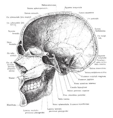 Bu resimde kafatası ve mandibula, vintage çizgi çizme veya oyma illüstrasyon medyan bölümünü temsil eder.