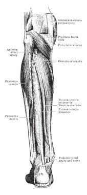 Bu resimde geri bacak, vintage çizgi çizme veya oyma illüstrasyon derin kas temsil eder..