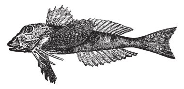 Kuzey Sea Robin alt besleyiciler Triglidae Aile, vintage çizgi çizme veya oyma illüstrasyon familyasından bir.