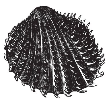 Tanıdık daraltan, kabukları, vintage çizgi çizme veya oyma illüstrasyon yaygın olarak en iyi arasında dağıtılır Cardium Aculeatum olduğunu.