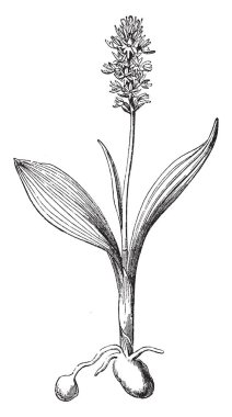 Misk orkide orkide sık meydana gelen bir türüdür. İnce uzun ömürlü zemin orkide küçük yeşilimsi sarı, bal kokulu çiçekler, vintage çizgi çizme veya oyma illüstrasyon bir dik, genellikle gevşek, Spike'la Misk orkide olduğunu.