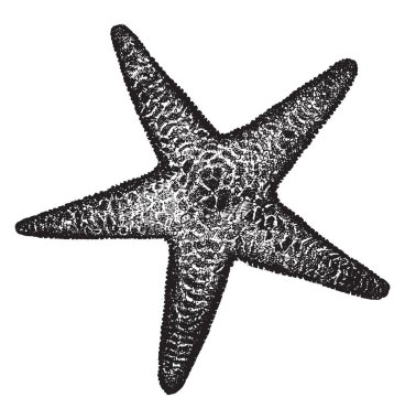 Dikenli deniz yıldızı genellikle Marthasterias bilinir. Doğu Atlantik Okyanusu yerli. Bunlar küçük merkezi disk ve beş ince, vintage çizgi çizme veya oyma illüstrasyon ile oldukça büyük deniz yıldızı..